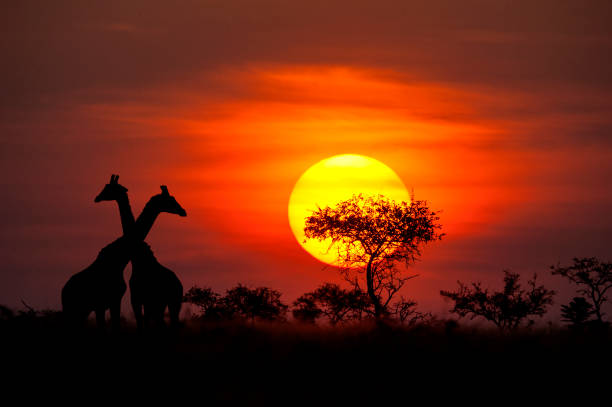 Sunset at Selous National Park
